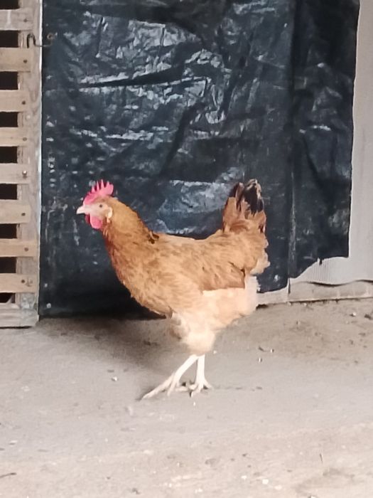 Кученские тауык сатылады