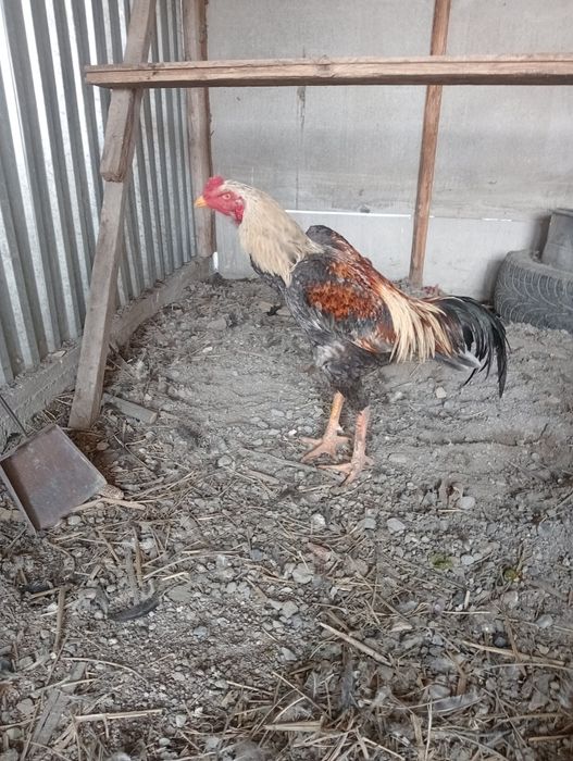 Продам петуха дакан
