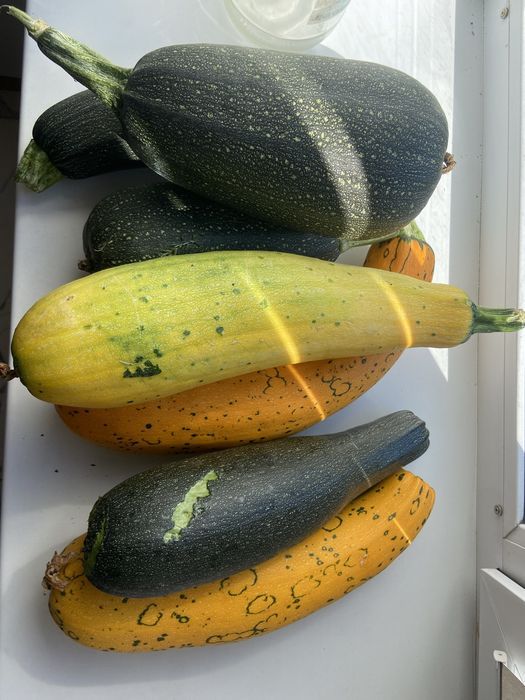 Продам кабачки домашние