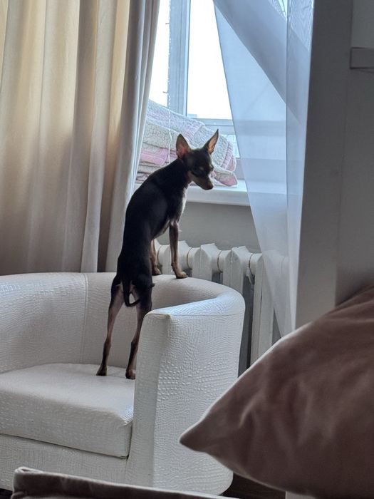 Той-терьер Миланья ищет ковалера