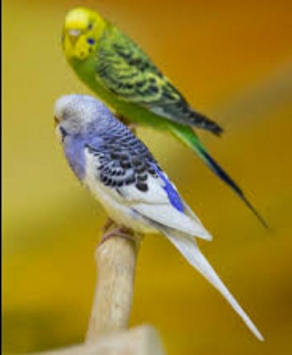 Волнистые попугаи