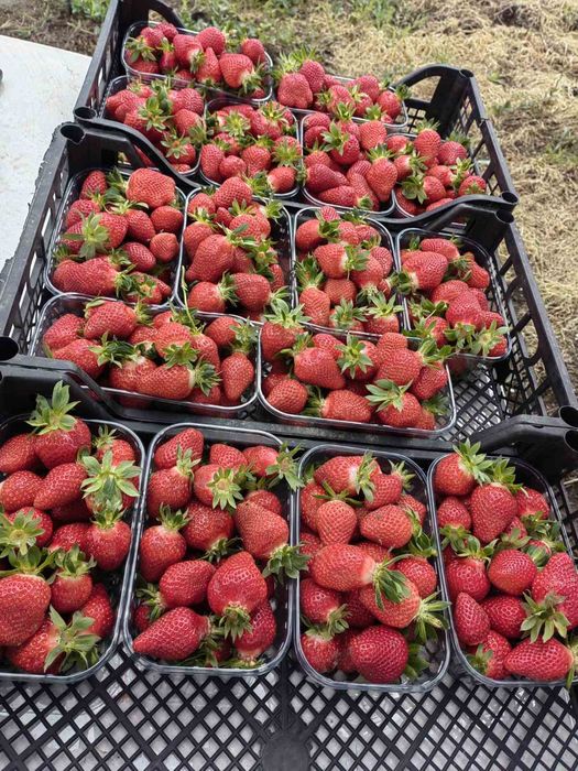 Разсад ягоди сорт Клери