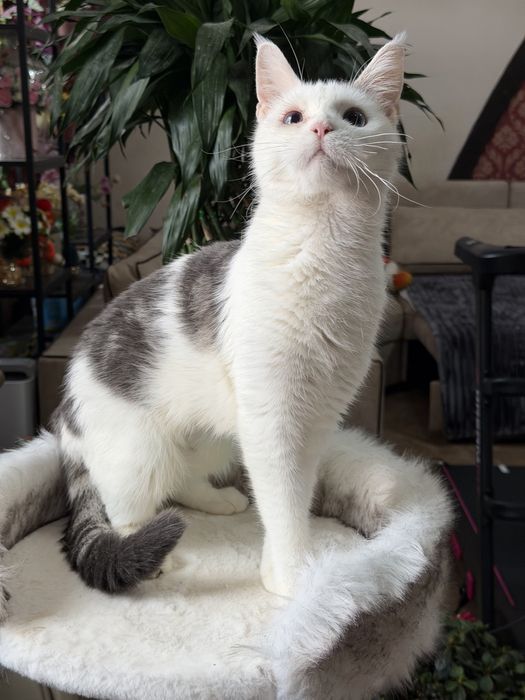 Мейнкун короткошерстный, девочка.