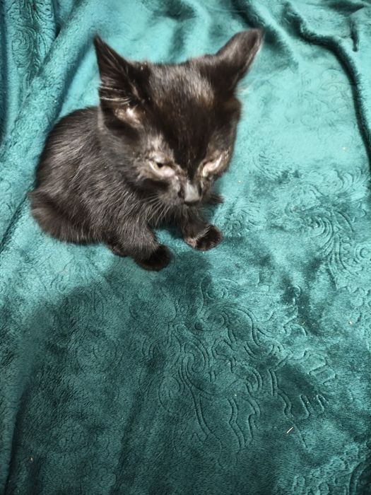 Котик чёрный месяца 2