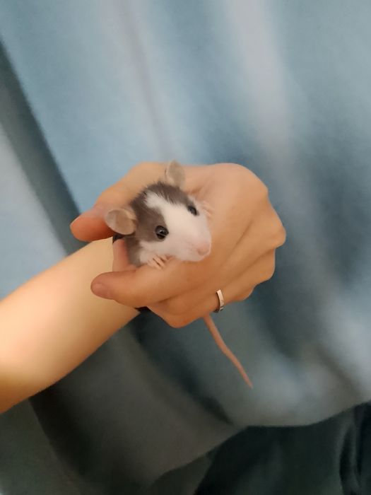 крысы дамбо ручные