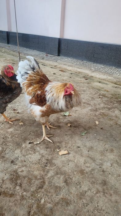 Wyandotte 1+1 sotiladi