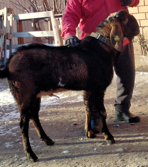 Продам козла англо-нубийская