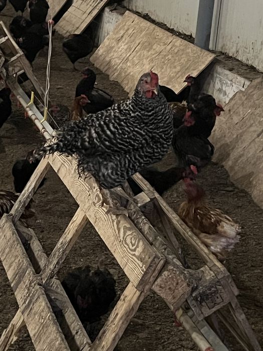 Vand  Puicute  Oua 9 luni