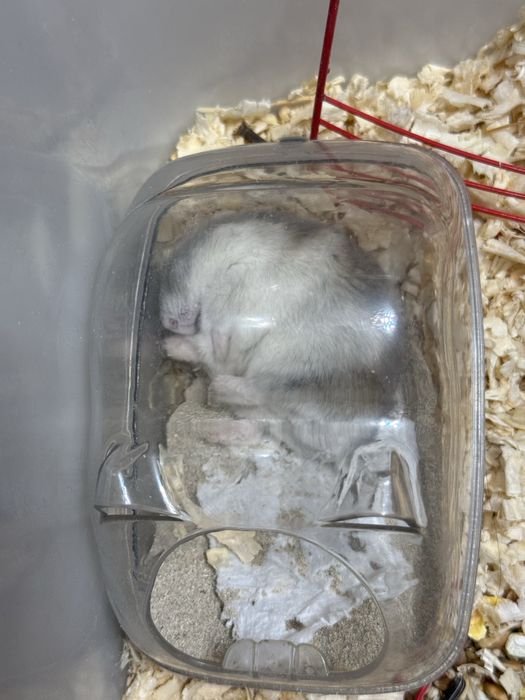 Хомяки джунгарики