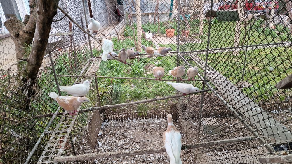 Млади гугудки в добро състояние