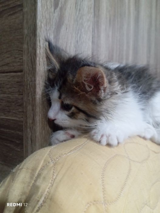 Отдам даром кошки