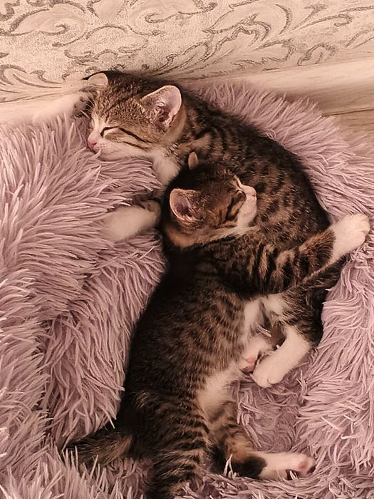 отдам двух котят в добрые руки (мальчики)