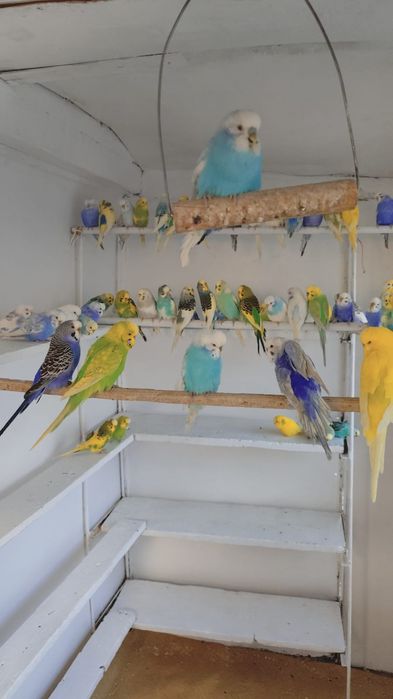 Peruși superbi de vînzare