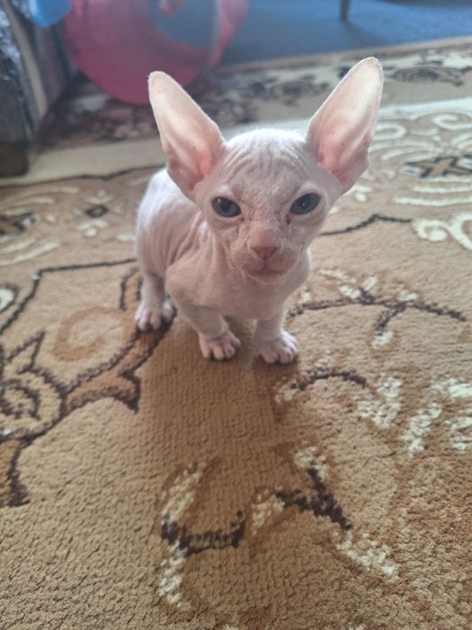 Продам котят сфинкса. 3 мальчика, 1 девочка. Котятам  1,5 месяца