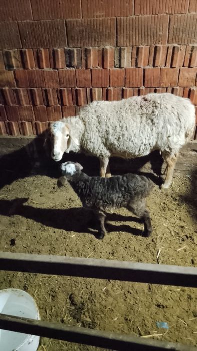 Срочна продам бычок баран