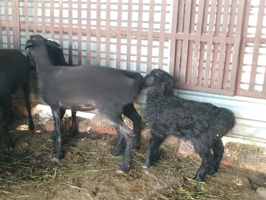Продам овечку с ягненком