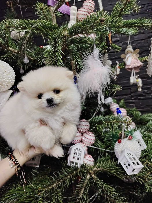 Pomeranian fetita toy