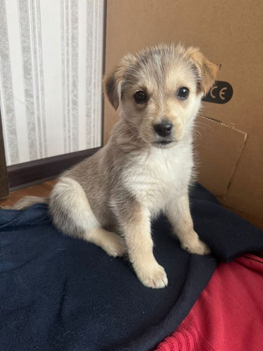 Щенок в добрые руки