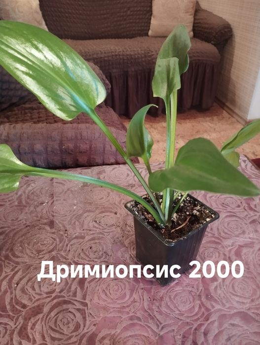 Продам комнатные растения