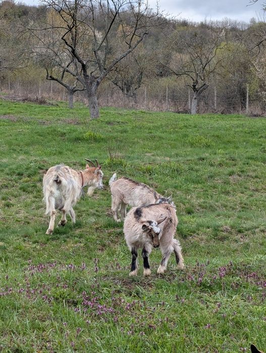 De vânzare doi iezi