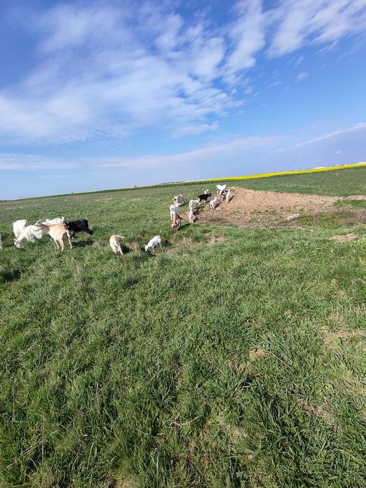 Capre cu iezi  langa el