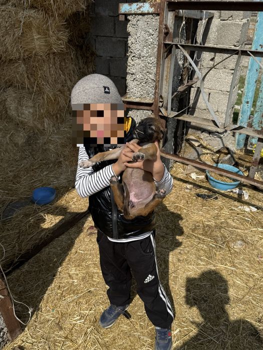 Тазы күшіктер сатылады