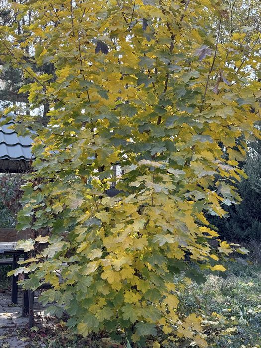 Дерево дуб продам