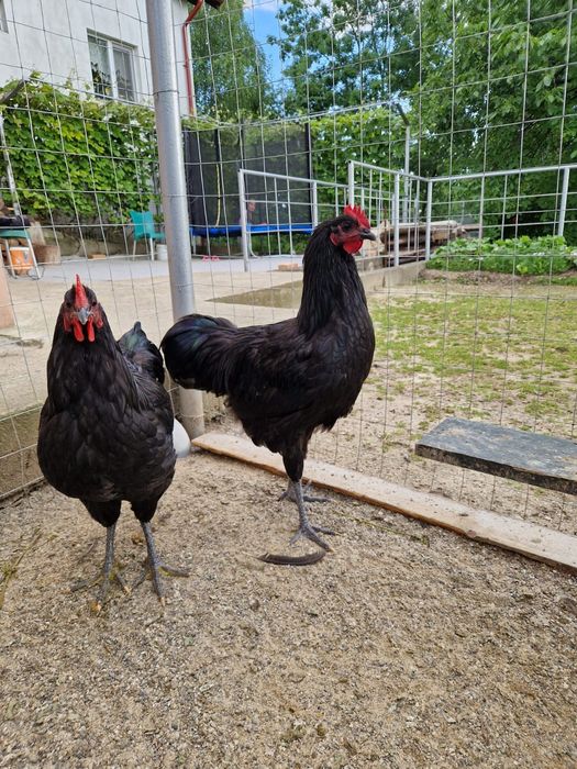 Cocos Australorp 6 luni