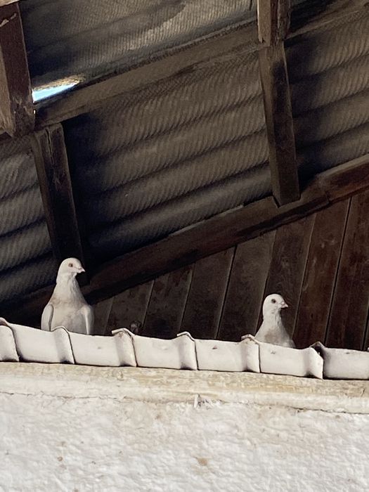 Птицы одна пара  продается