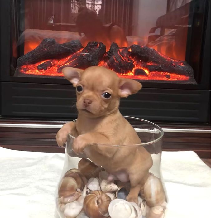 Щенки чихуахуа мальчишки