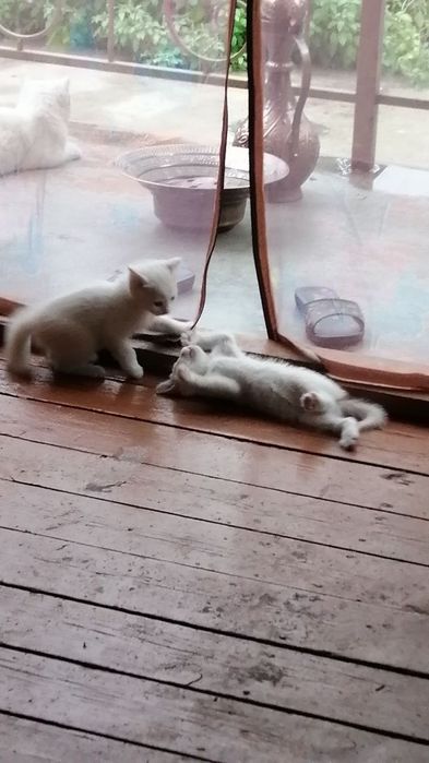 Oppoq mushukchalar sotuvda