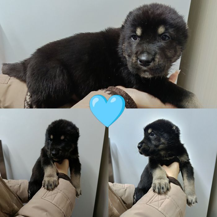 Продаются щенки САО(азиаты)