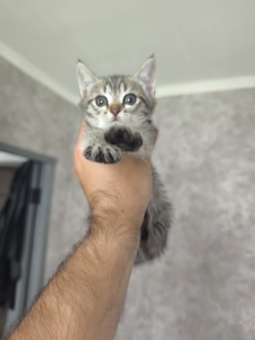 Отдаем котят в добрые руки