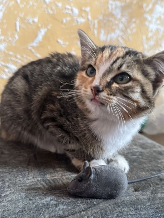 Отдам котенка 2 мес,кошечка