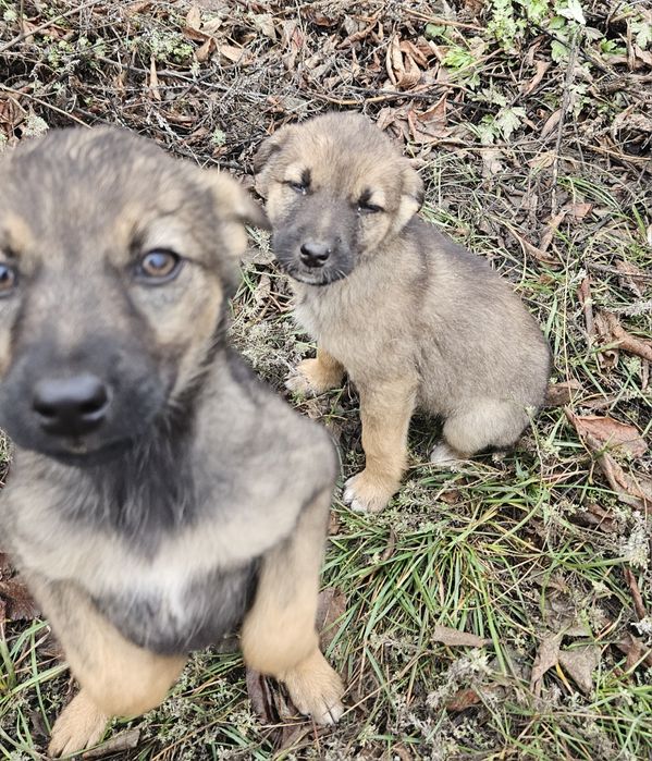 Очаровательные щенят ищут дом