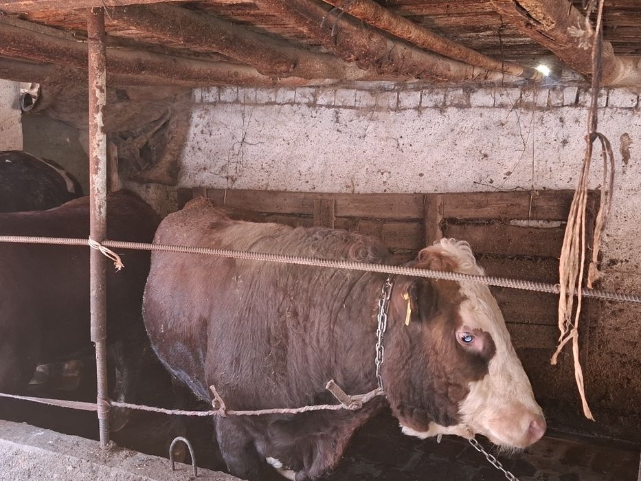 Букалар, 110 млнга 3 та букка