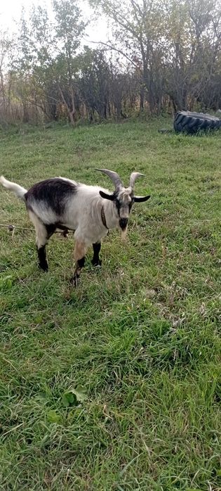 Услуги козла производителя.