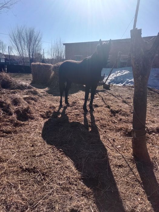 Продам жеребца 4 года