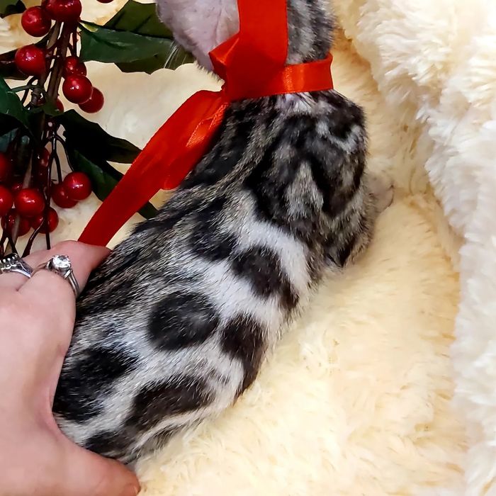 Серебряный Бенгальский Котик