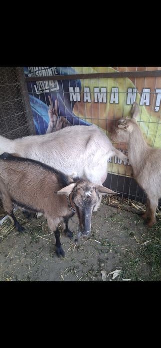 Capre bune de lapte și de iezi