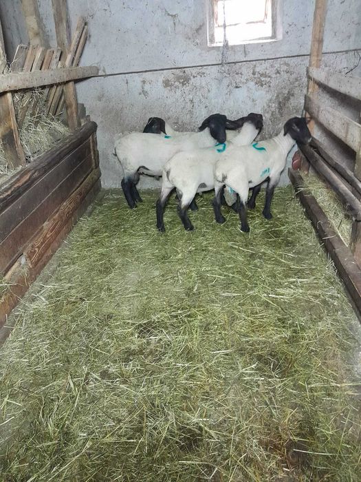 Berbecuti suffolk disponibili