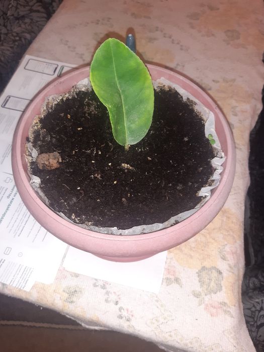 Продам лимоны  плодоносящие