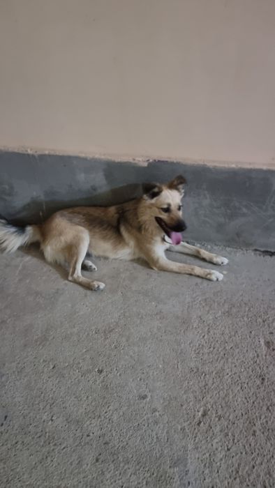 Пристройство собачки