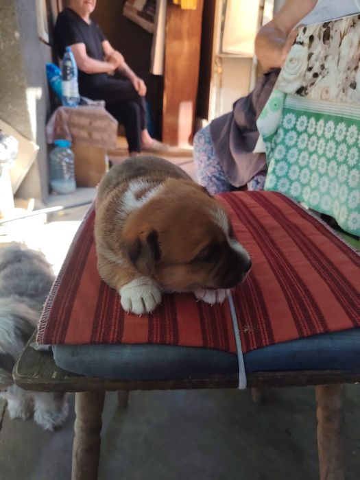 Adopție căței talie mica