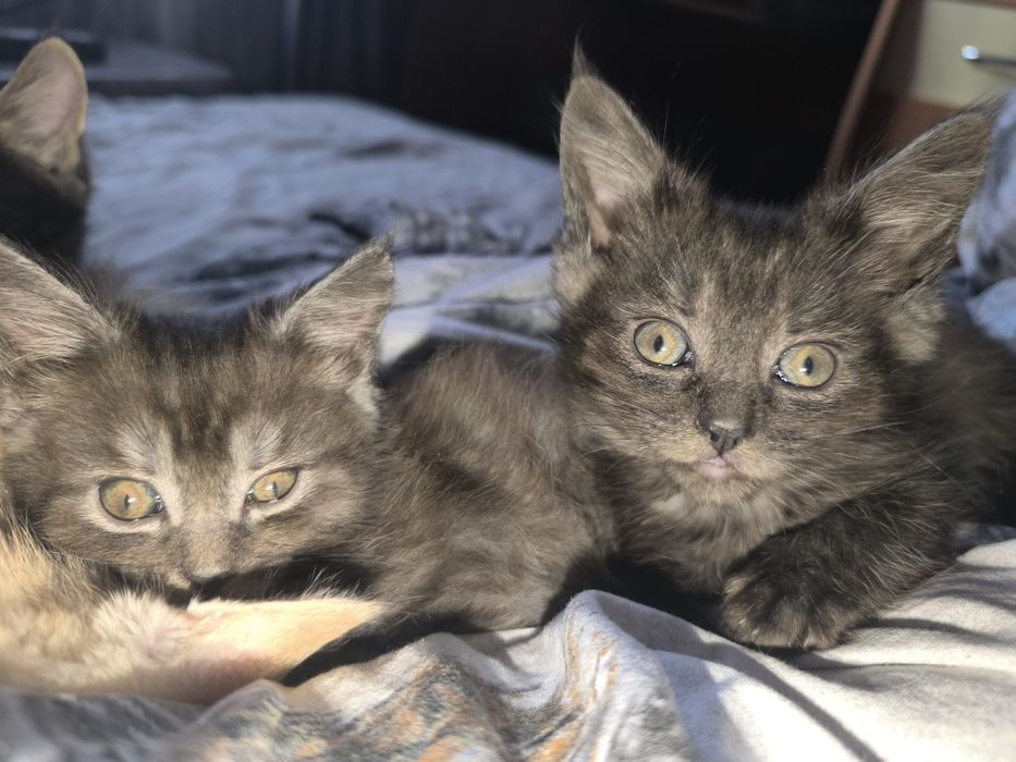 Готовы к продаже деве прекрасные девочки