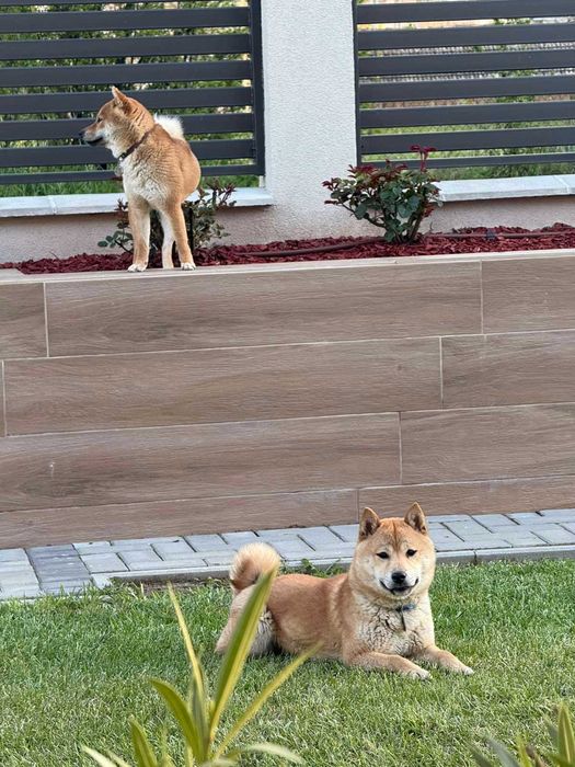 Женски кученца Шиба Ину