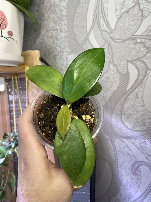 Комнатные растени