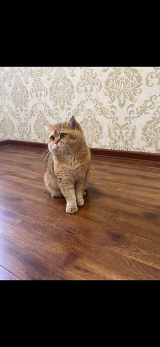 Продам Британский золотистый шиншилла малчик