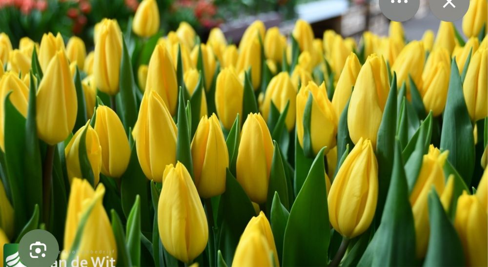 Тюльпан оптом и розницу