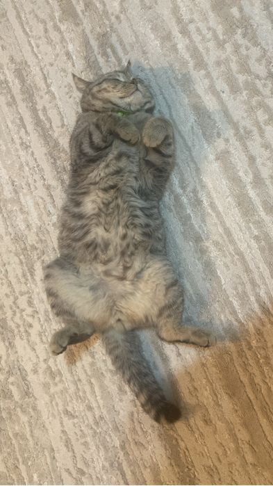 Кот Шотландский  умный